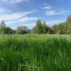 MANUTENTORE DEL VERDE
