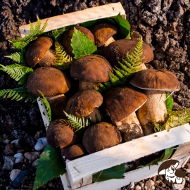 Corso ONLINE di formazione e preparazione all'esame di IDONEITÀ VENDITA FUNGHI