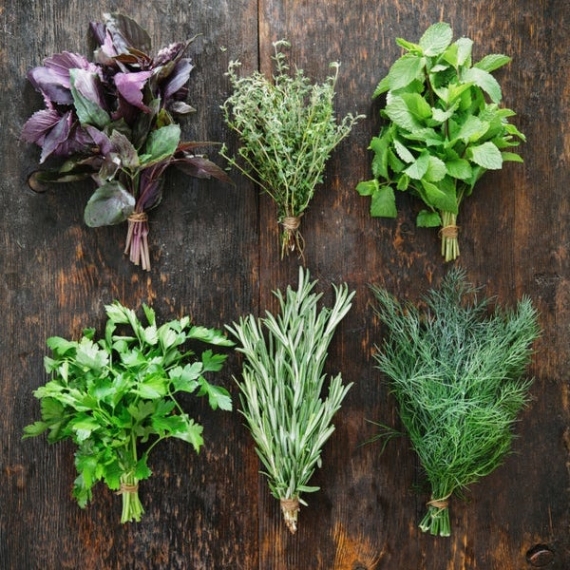 RACCOGLITORE AUTORIZZATO DI PIANTE OFFICINALI SPONTANEE